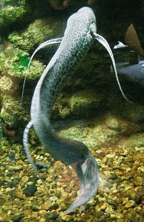 Marbled lungfish